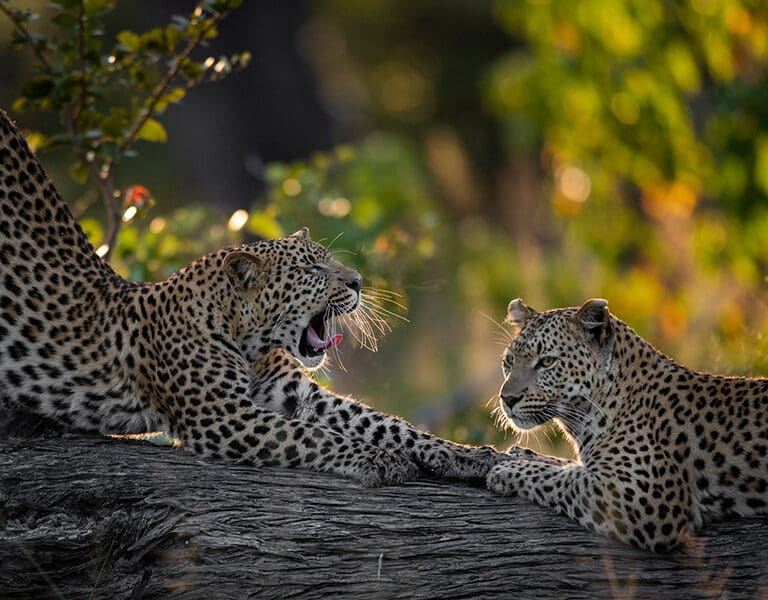 Sable Alley Natural Selection Botswana Khwai Private Reserve Okavango Delta Leopard 3