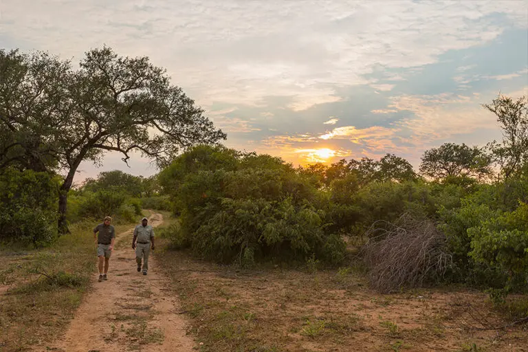 Thornybush game lodge bush walks