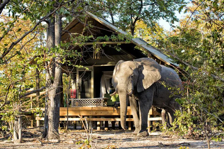Hyena Pan Tent ellies outside