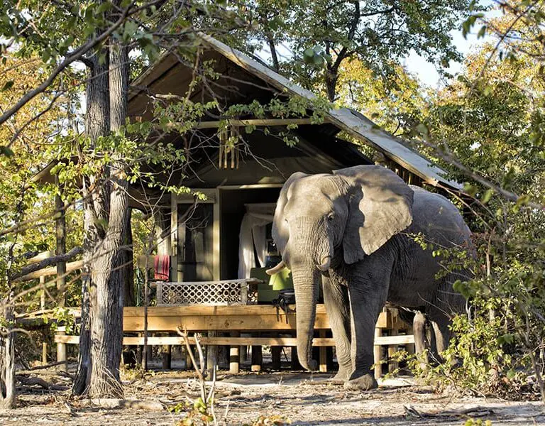 Elephant Pan Botswana Elephant Pan Guest Tent Exterior