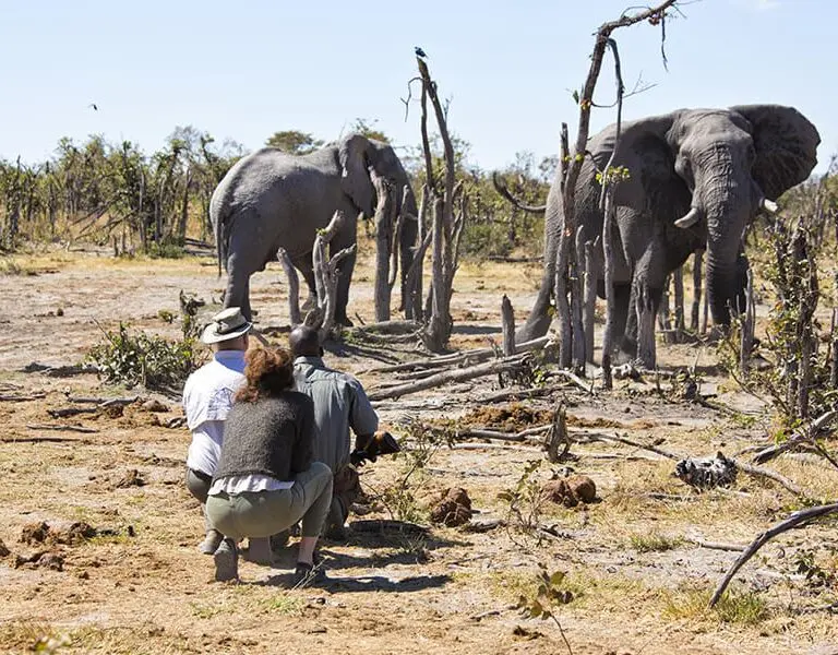 Elephant Pan Botswana 13hyena pan activities walking safari