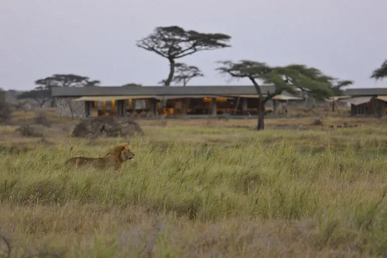 Namiri Plains Lion with main area