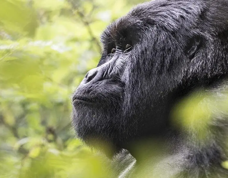 47 virunga lodge goriila rf 0464