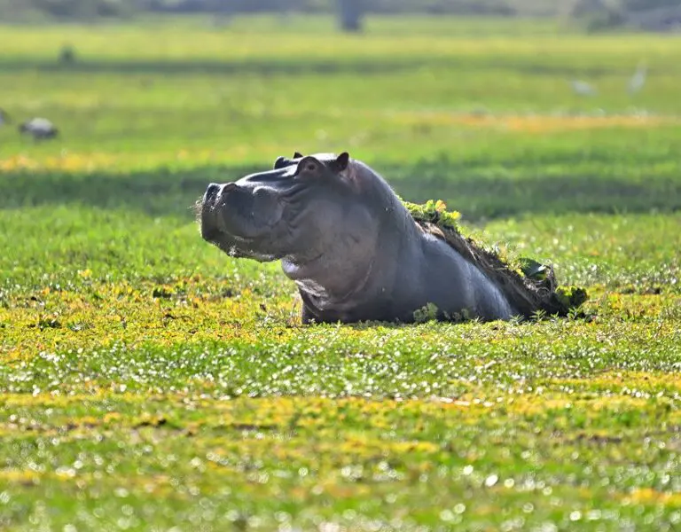 Muzimu Lodge Hippo