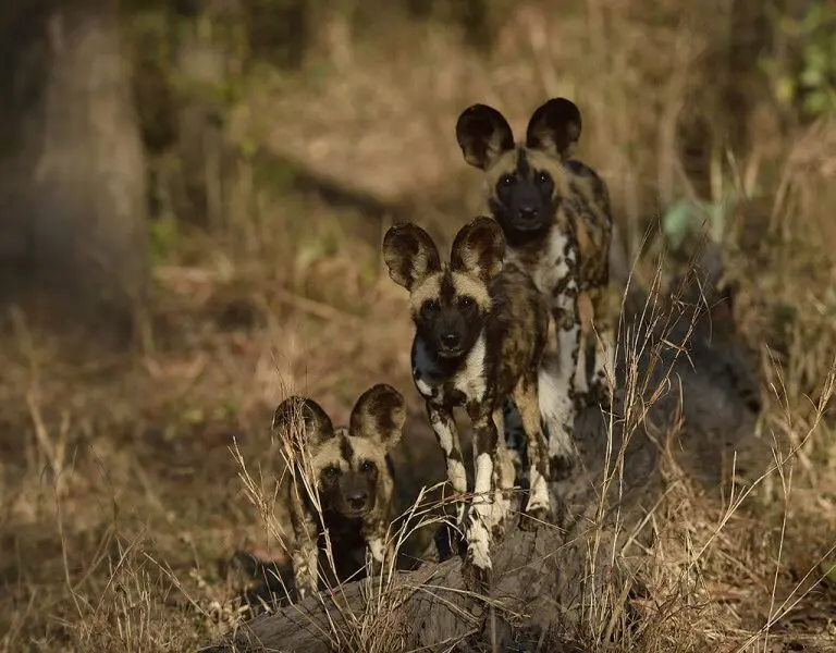 Muzimu Lodge Wild dogs