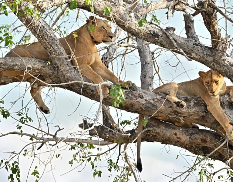 Chicari Camp Lions