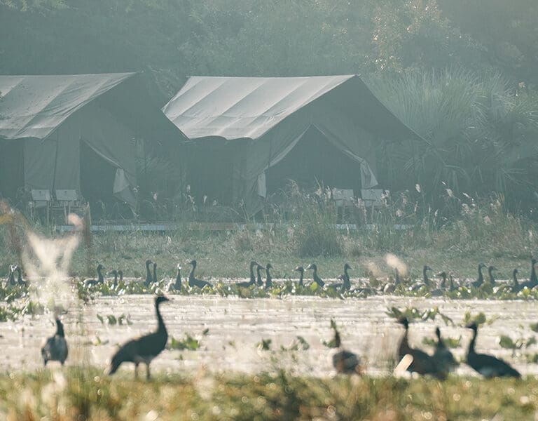 GORONGOSA SAFARIS Chicari Camp Treehide Safari Tents Exterior with wildlife 3 Portrait