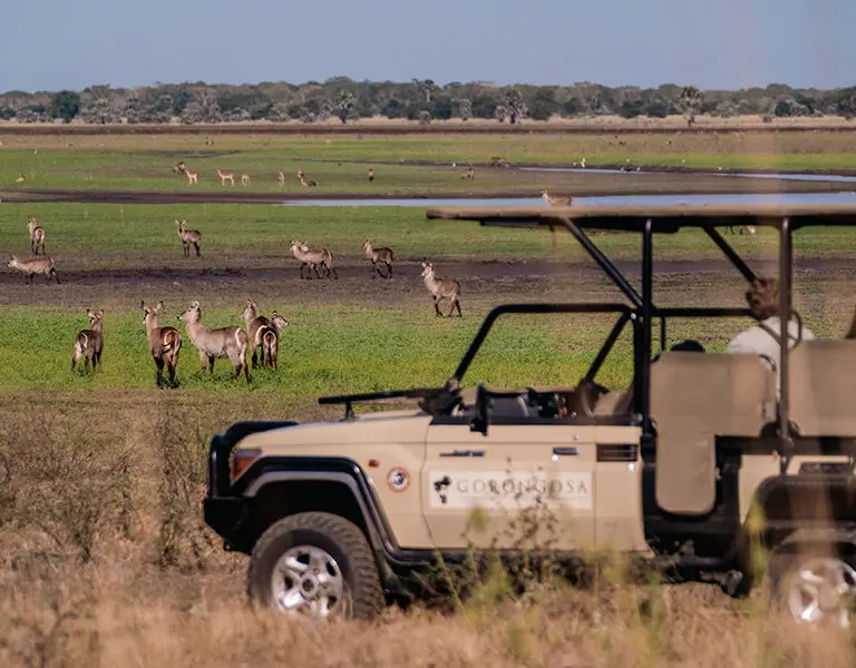 GORONGOSA SAFARIS Activities Experiences Game Drives Waterbuck 48 Chicari Muzimu