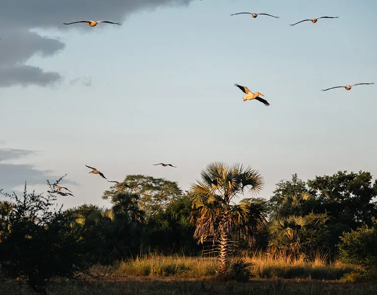 GORONGOSA SAFARIS Chicari Camp Main Area Pelican Paradise 2