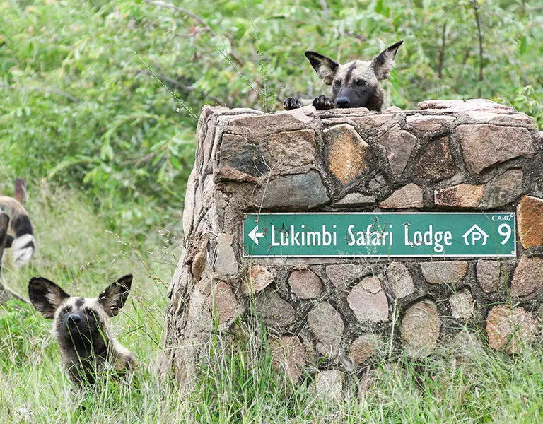 Lukimbi Safari Lodge wild dogs near camp