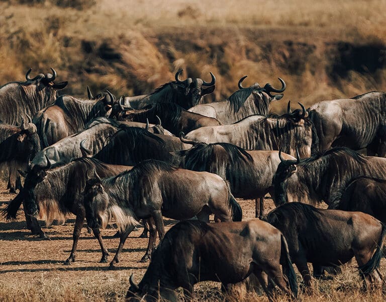 Wayo Serengeti Green Camp In areas set away from the crowds but game drivable to the migration