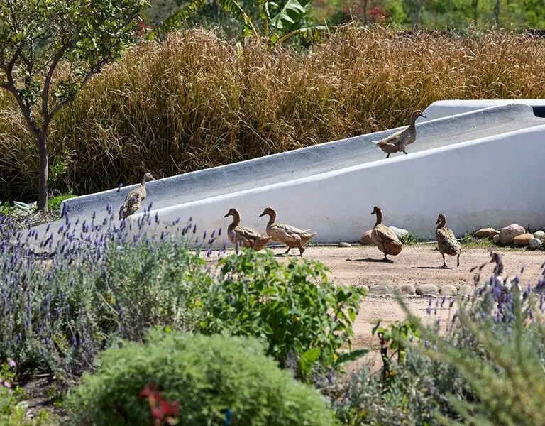 Spier Hotel winelands Food Garden