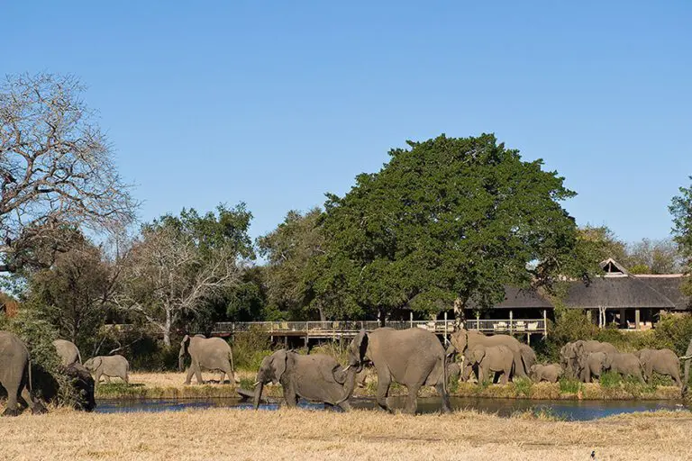 Sabi Sabi Bush Lodge Elephants at Bush Lodge