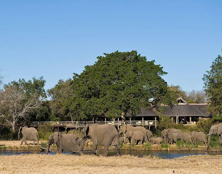 Sabi Sabi Bush Lodge Elephants at Lodge 1