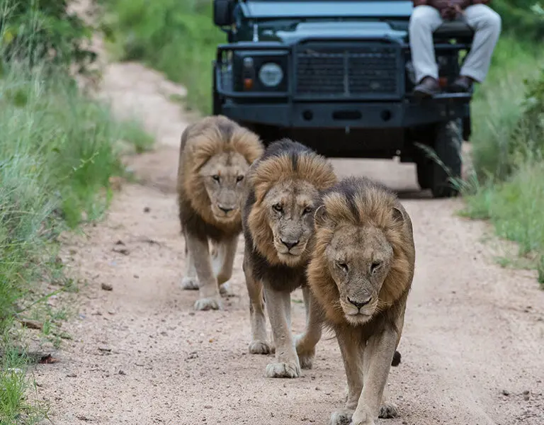 Sabi Sabi Bush Lodge safari 1