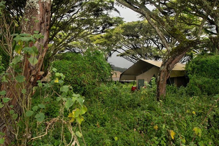 Lemala Ngorongoro Rooms under the trees
