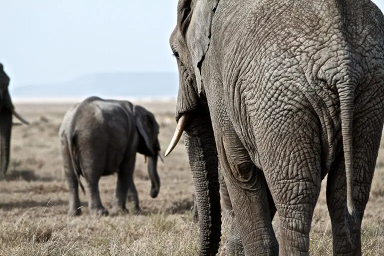 Elephant 10