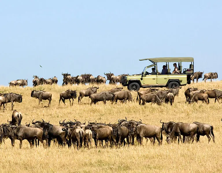 Ubuntu Camp Wildebeest migration game drive