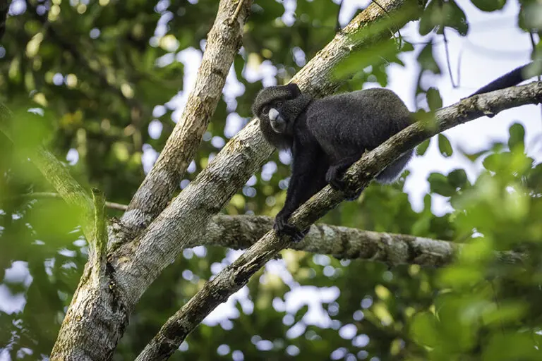 Edited lango camp fauna and flora 17