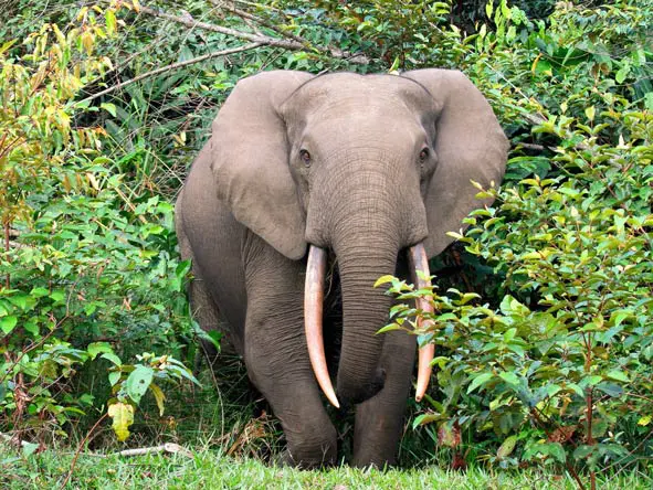 Lango Camp Forest elephants