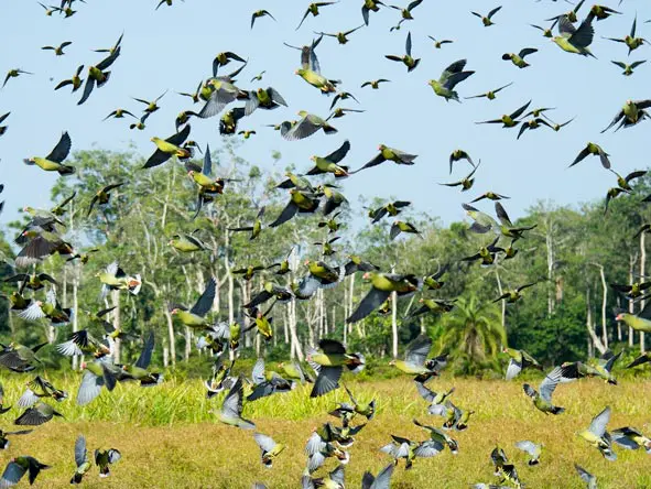 Lango Camp Birders paradise