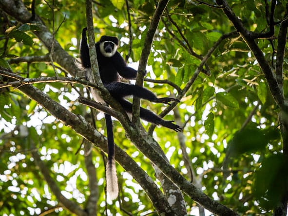 Lango Camp Primate spotting walks