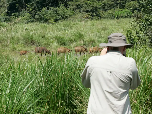 Lango Camp Forest buffalo sightings