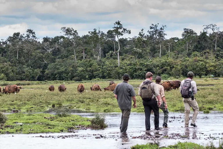 Edited lango camp forest buffalos at lango bai scott ramsay