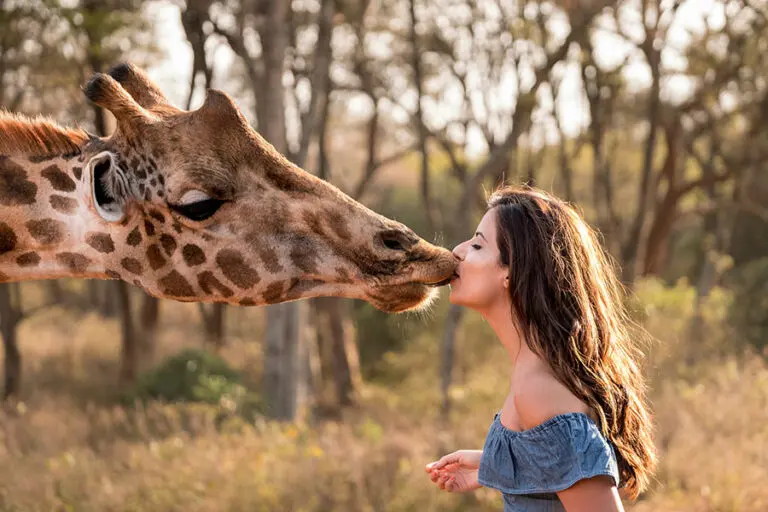 Giraffe Manor Friendly kisses
