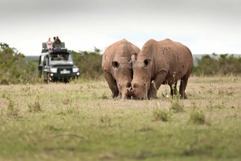 Solio Lodge Grazing white Rhino