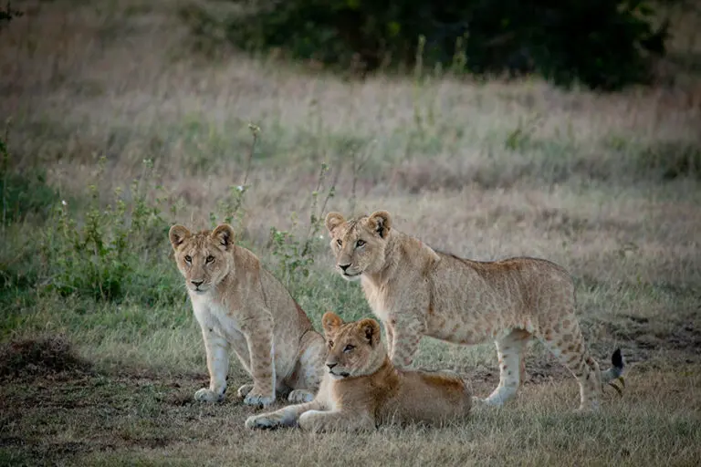 SOLIO LODGE cute cubs on alert