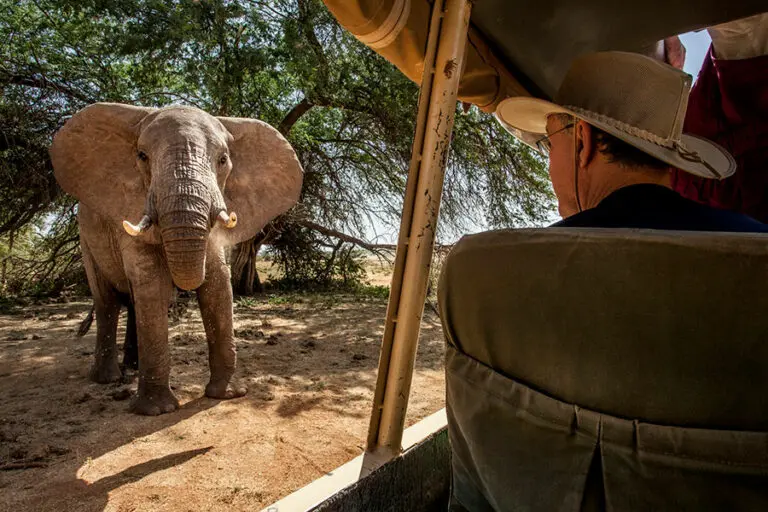 SaSaab Camp Close up elephant viewing