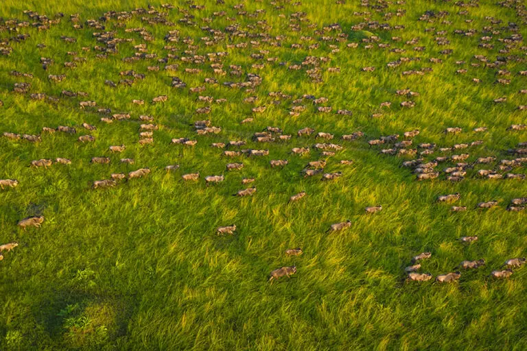 Salas Camp Wilderbeest on the move