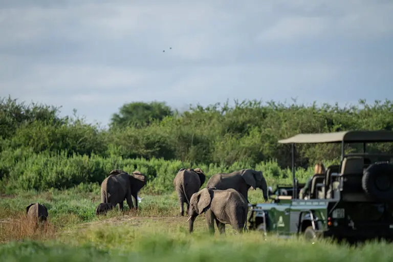 Siwandu elephants 1