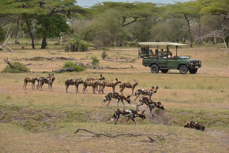 Our Siwandu 6 seater 4WDs offer wonderful views