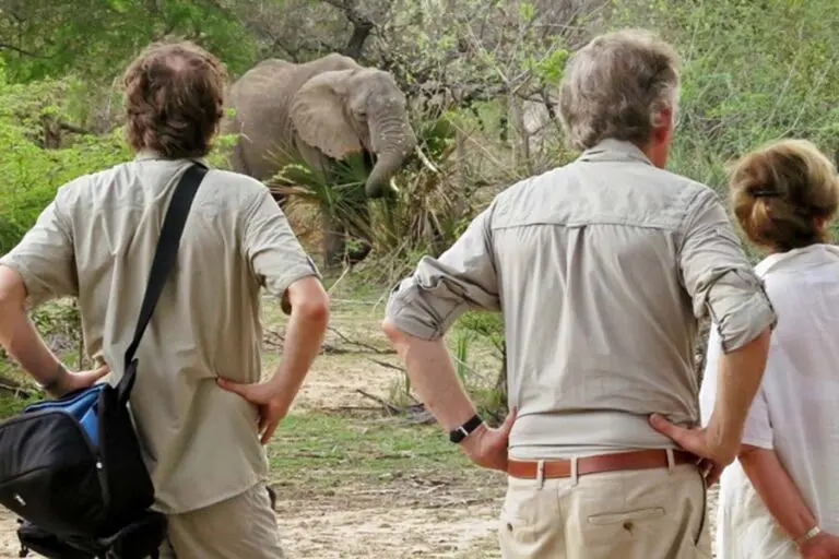 With no fences animals are free to wander through camp
