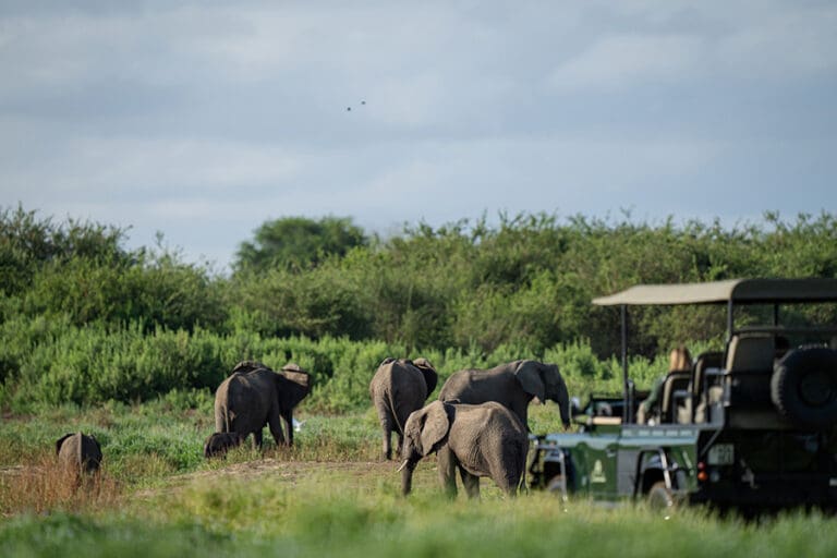 Siwandu elephants