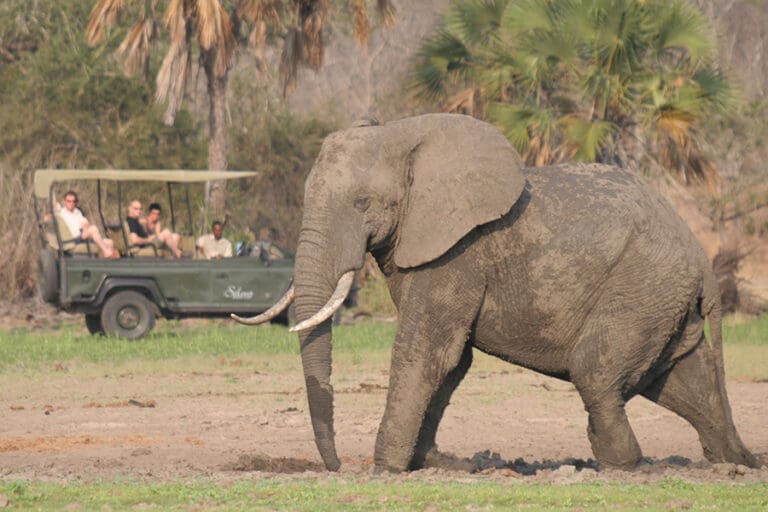 Siwandu Meeting an elephant on a game drive