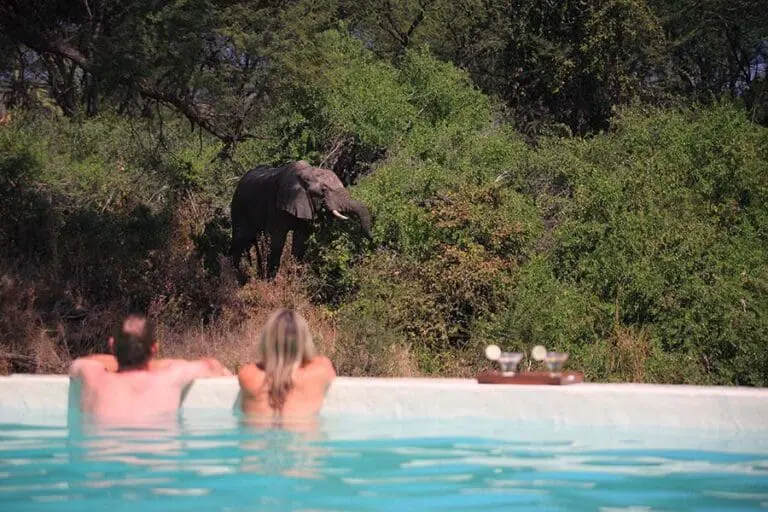 Cool off in our elevated pool at Jongomero