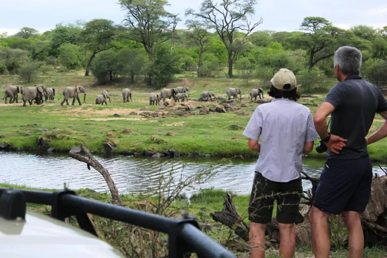 Sundowner with the Ruaha elephants