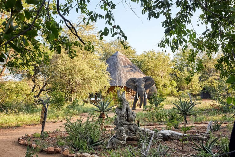 MotswariGameLodge Exterior Elephant
