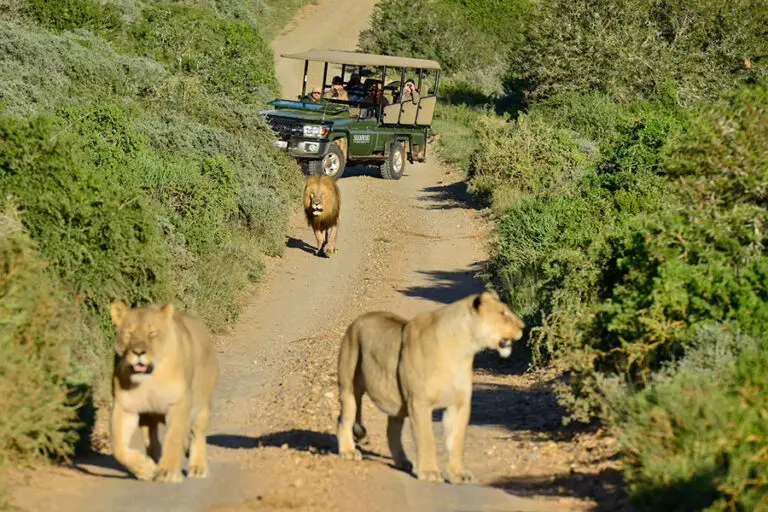 Bayethe at shamwari private game reserve game drive