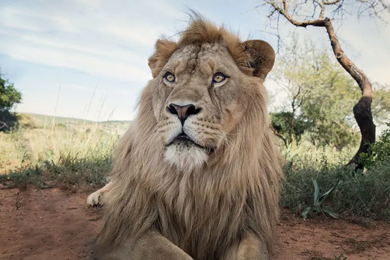Bayethe at shamwari private game reserve lion