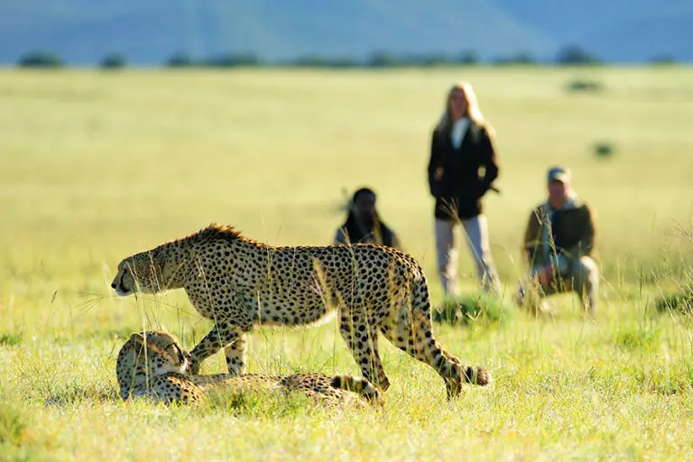 Bayethe at shamwari private game reserve walking safari