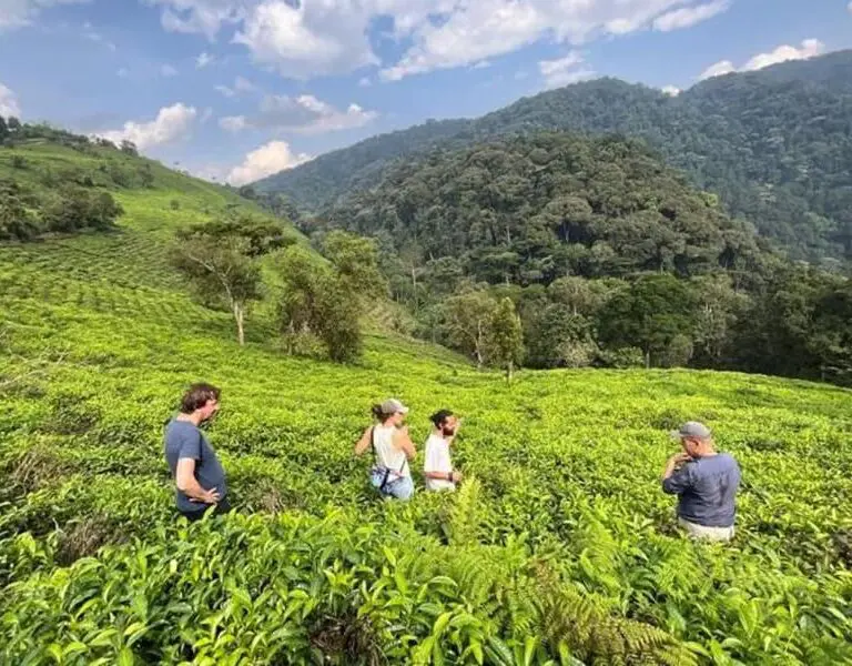 Erebero Hills Tea Plantation