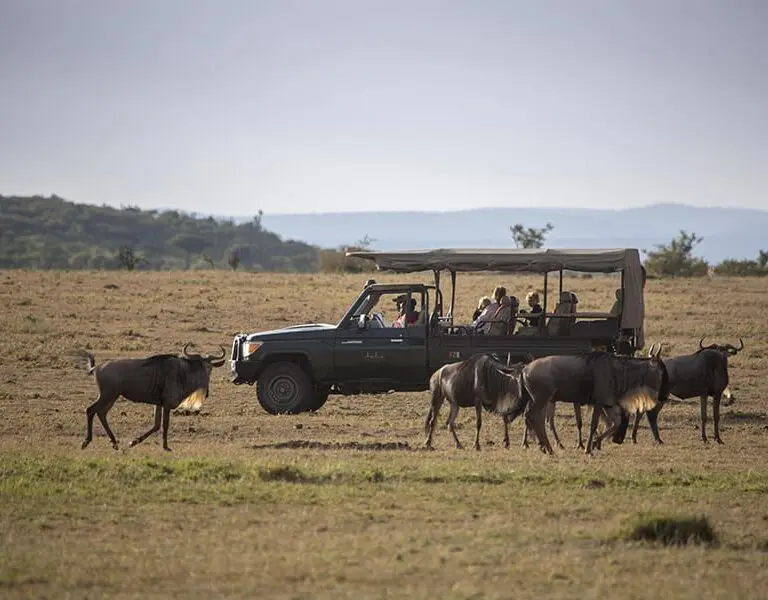 Asilia Africa Encounter Mara game drive