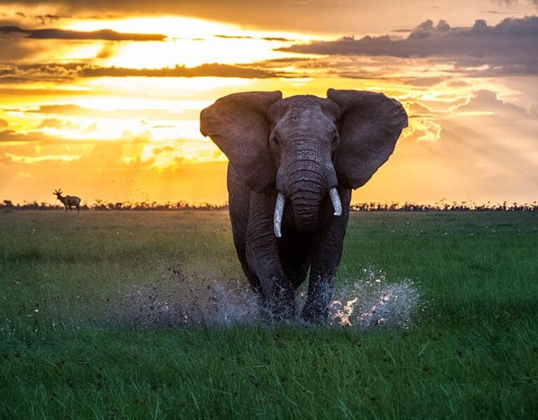 Asilia Africa Encounter Mara Elephant at sunrise