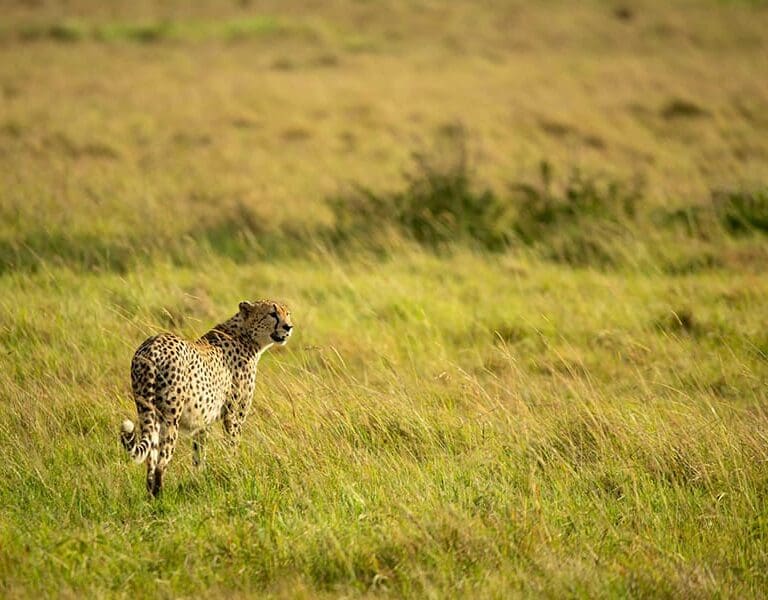 Ubuntu Migration Camp Cheetah
