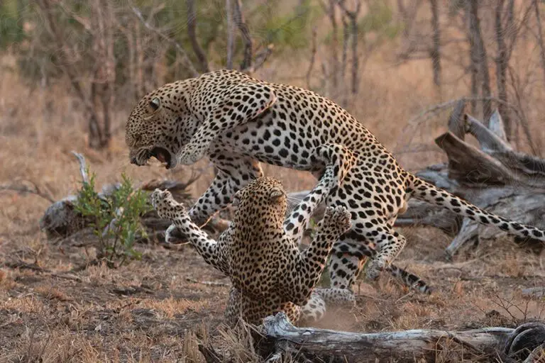 Nottens Bush Camp Mating Leopards with camo