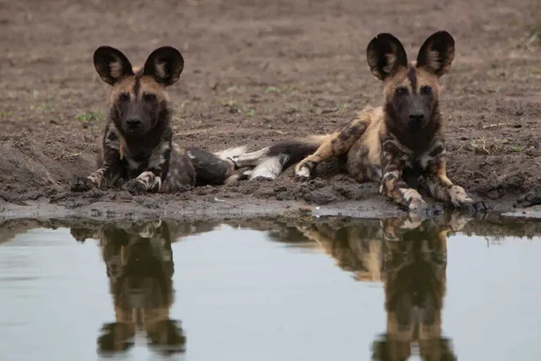 Nottens Bush Camp Wild dog